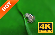 Jumping spider animal HD new wallpaper theme small promo image
