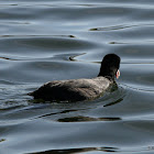 Coot