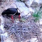 Black Stork; Cigüeña Negra