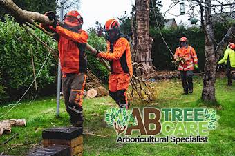 AB Treecare album cover