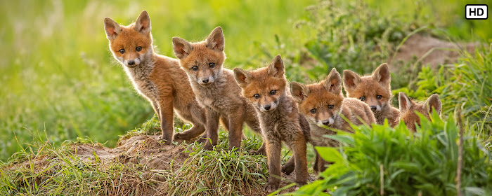 My Baby Cubs - Cute Wild Cub HD Wallpapers marquee promo image