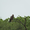 Tawny Eagle