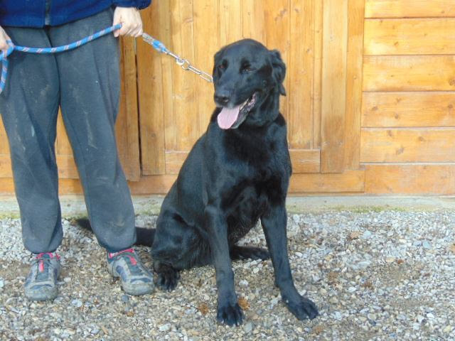 GYPSIE - x labrador noir 7 ans - Chenil Refuge de Sisteron (04) EPzEY26rC8Q0TmWlkFbt0Jfx32PBHNJvmV2GaYlJNZA9yocA0AlGGSH2XTIJD9C48sHv19uuO8ZWkX0H3kRHxixXooh26tCfvg0aLKWOj2IVuqJCj7pxB69k5wpnS4-SJXdWj89DkX8=w640-h480-no