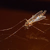 Chironomid Midge