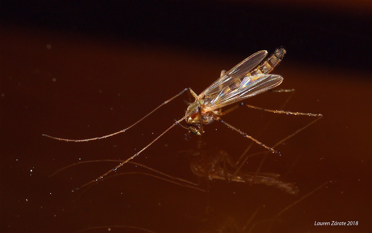 Chironomid Midge