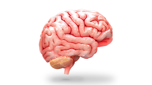 Human Brain 3D