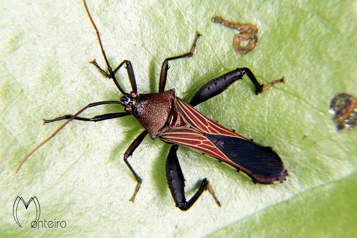 Leaf-footed bug