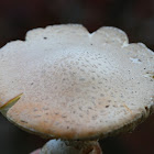 Peach-Colored Fly Agaric