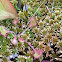 Round-leafed Sundew