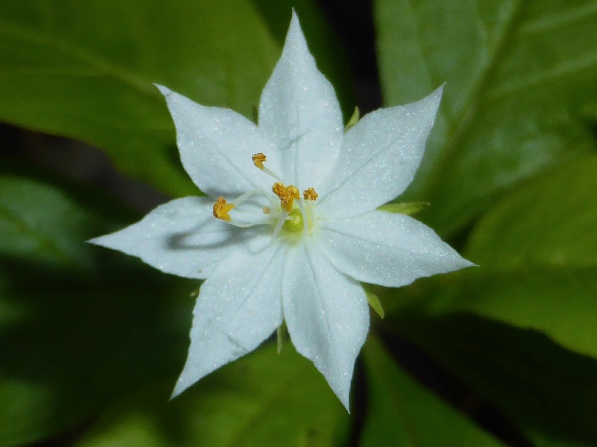 Starflower