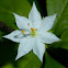 Starflower