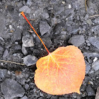 Quaking Aspen