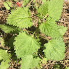 Stinging Nettle