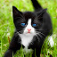 Cute Kittens Wallpapers FullHD New Ta