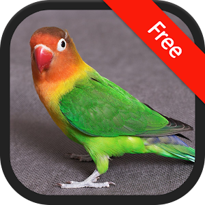 Lovebird Sounds logo