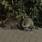 Raccoon