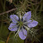 Love-in-a-mist