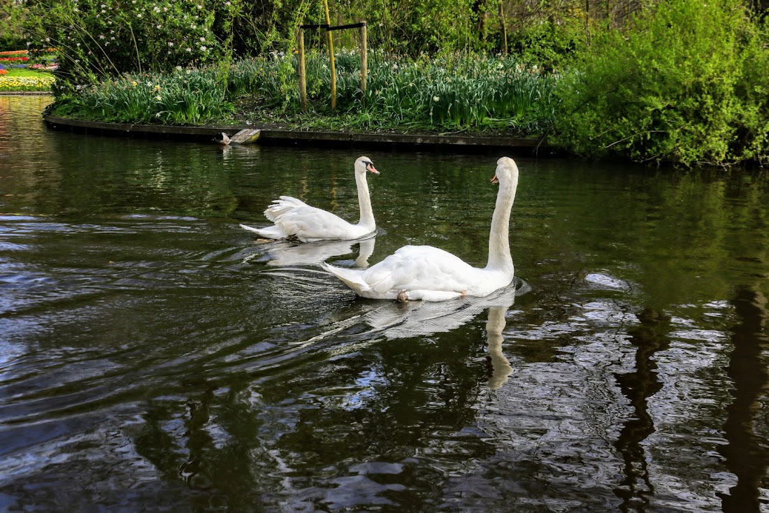 Парк Keukenhof, Ouddorp и Rotterdam "на закуску" - апрель 2017