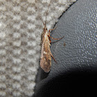 Northern Caddisfly