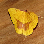 Geometrid Moth