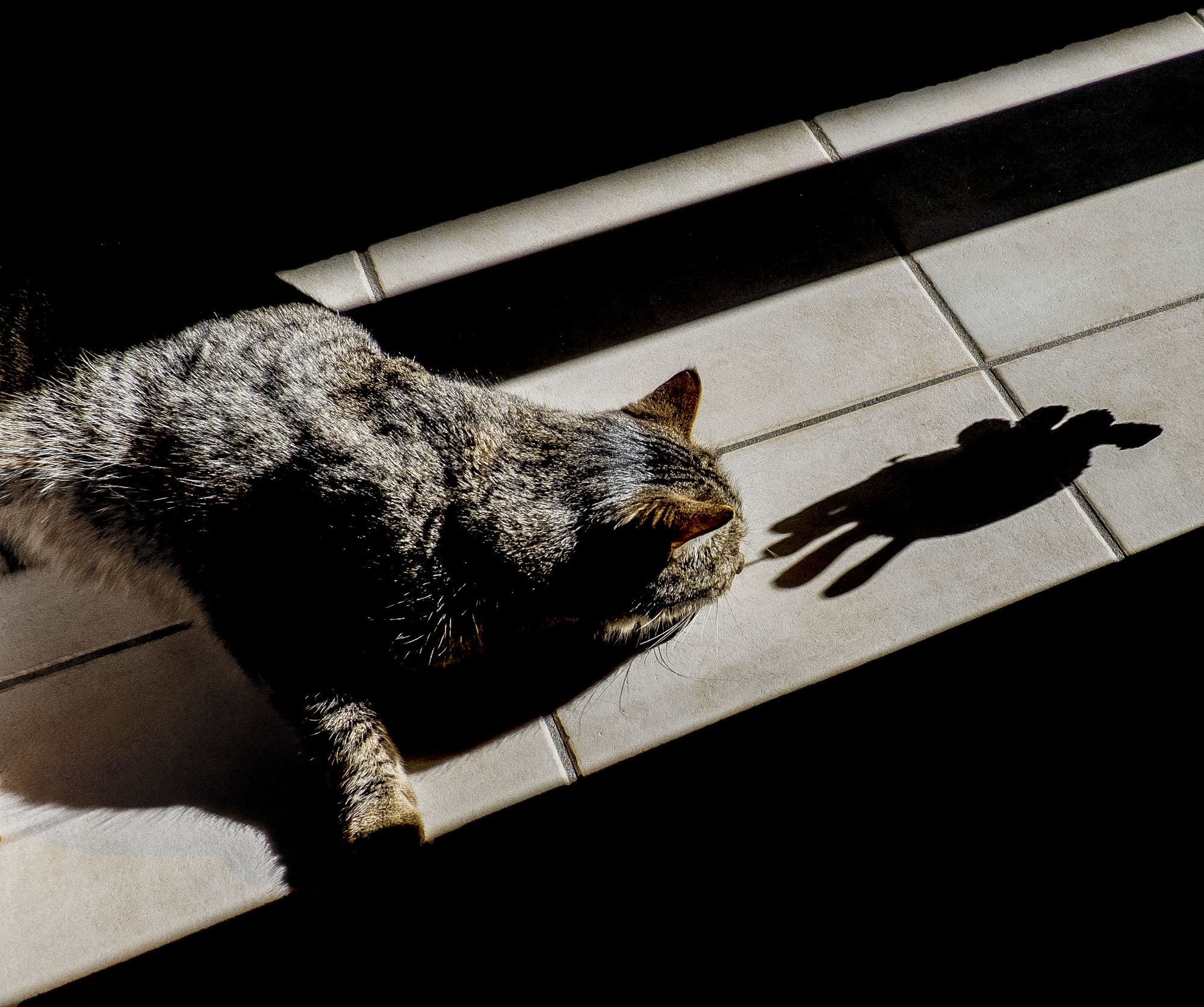 Caccia all'ombra di alfonso gagliardi