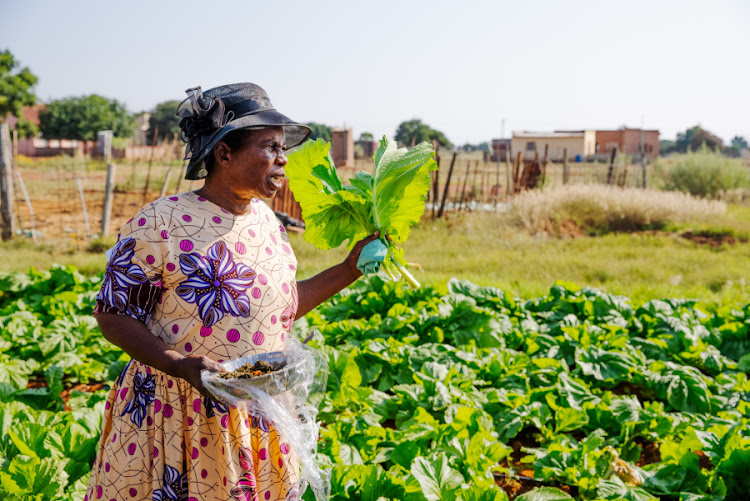 Farmer Elizabeth Moroaswi in her crop fields in Strydkraal, Limpopo.