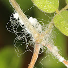 Woolly aphids