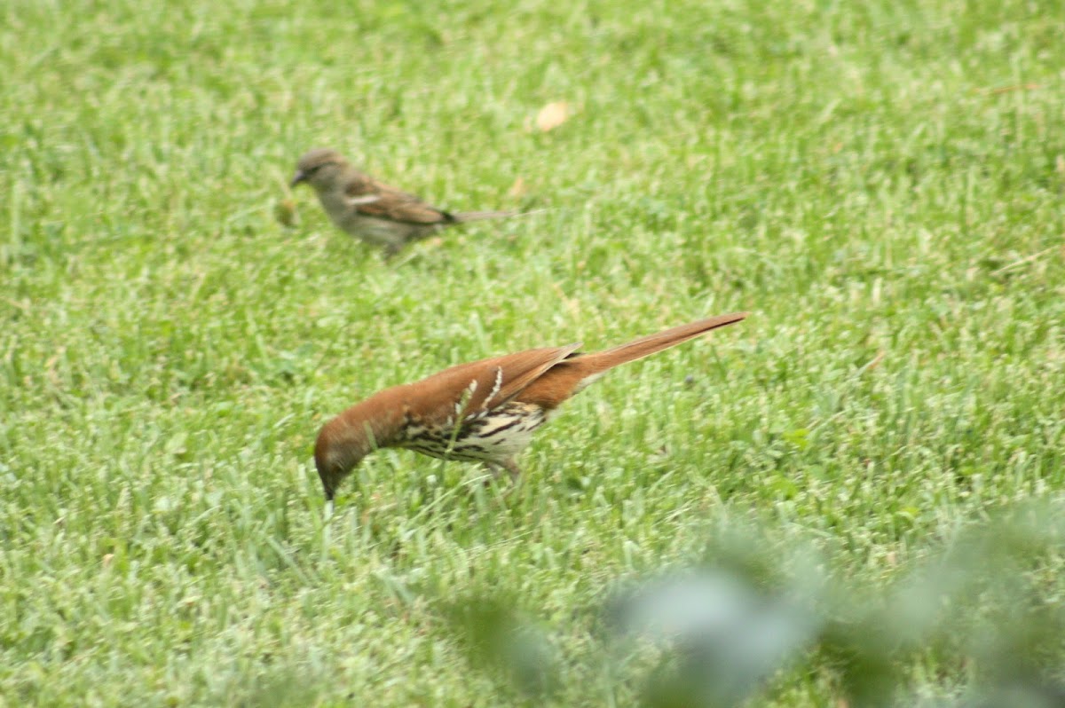 Brown Thrasher