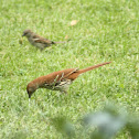 Brown Thrasher