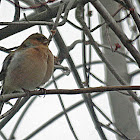 Common Chaffinch