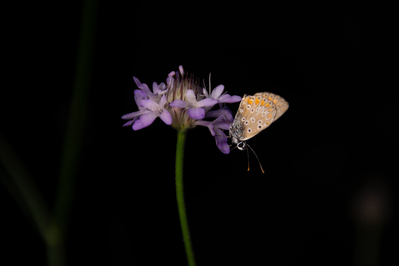 The butterfly di stefania_albertazzi