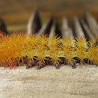 Caterpillar