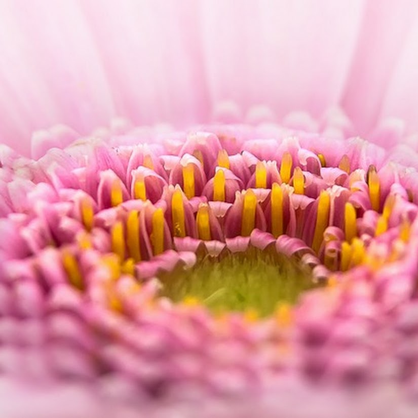 gerbera