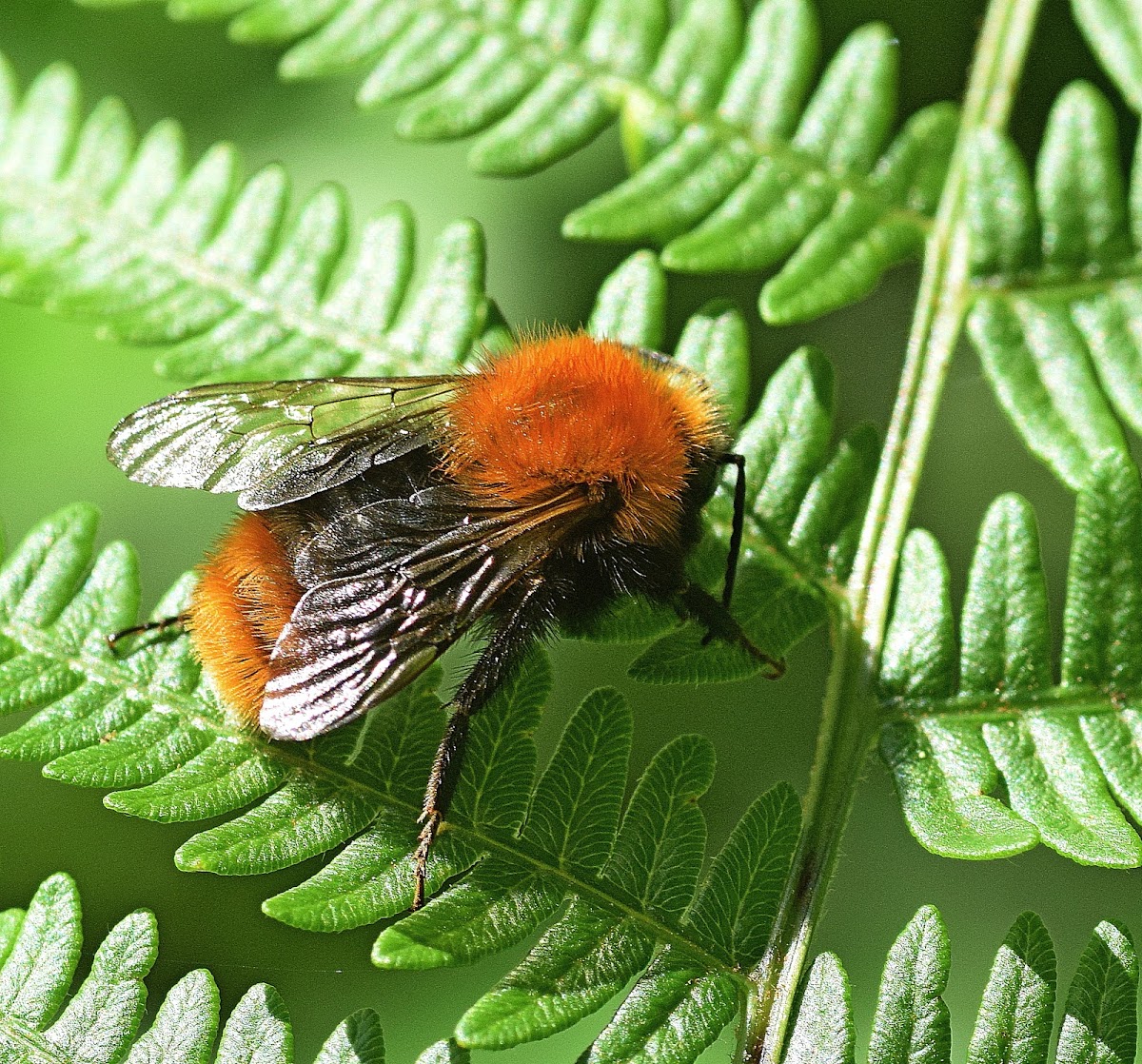 Common Carder Bee