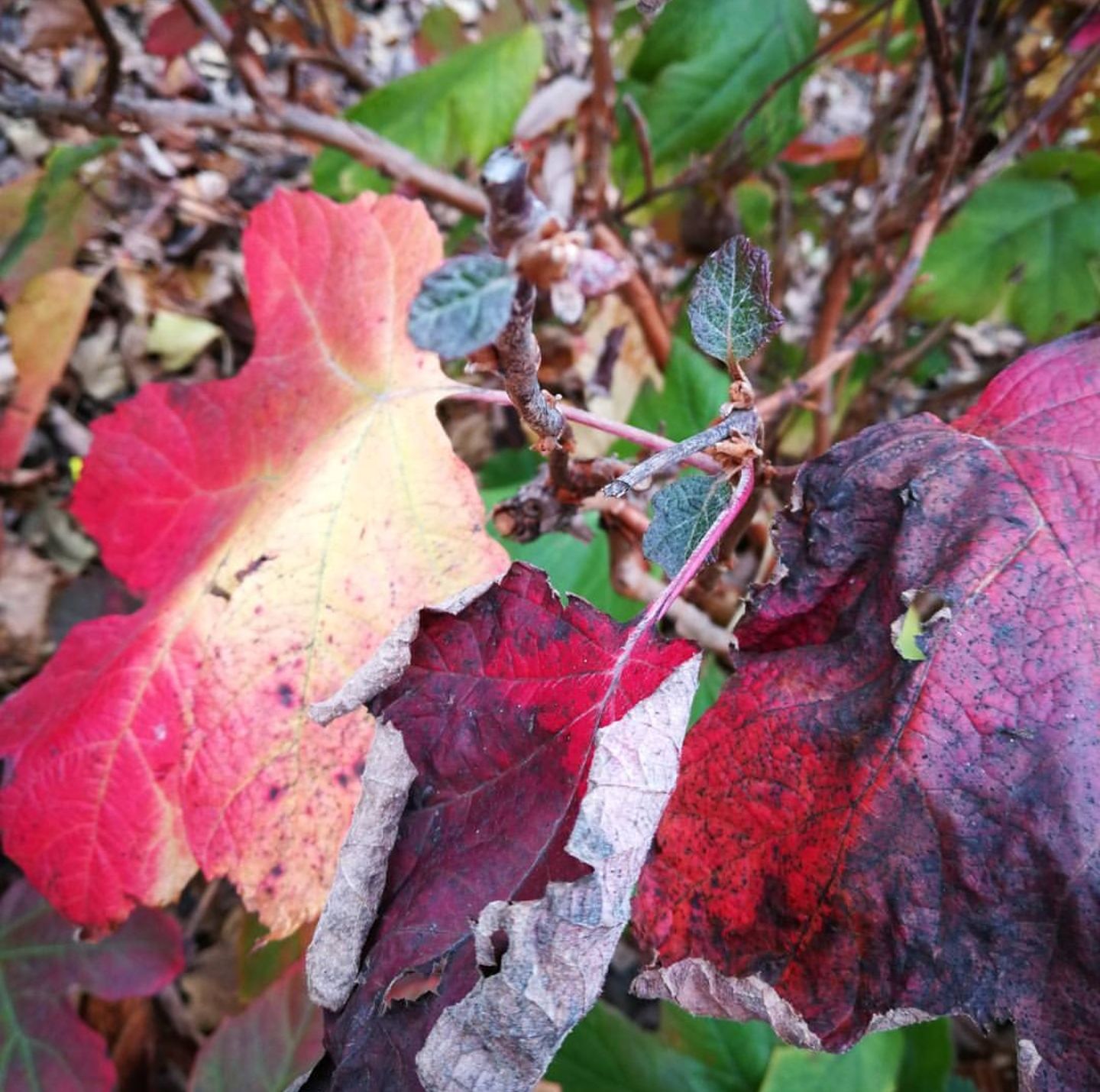 L'autunno dai mille colori di masaria24