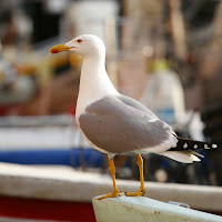 aspettando un pò di pesce di 