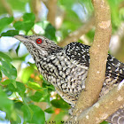 Asian Koel ( F ) कोइली