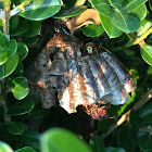 Paper Wasp Nest