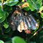 Paper Wasp Nest