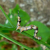 Selenisa Moth (Caterpillar)