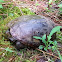 Eastern Mud Turtle