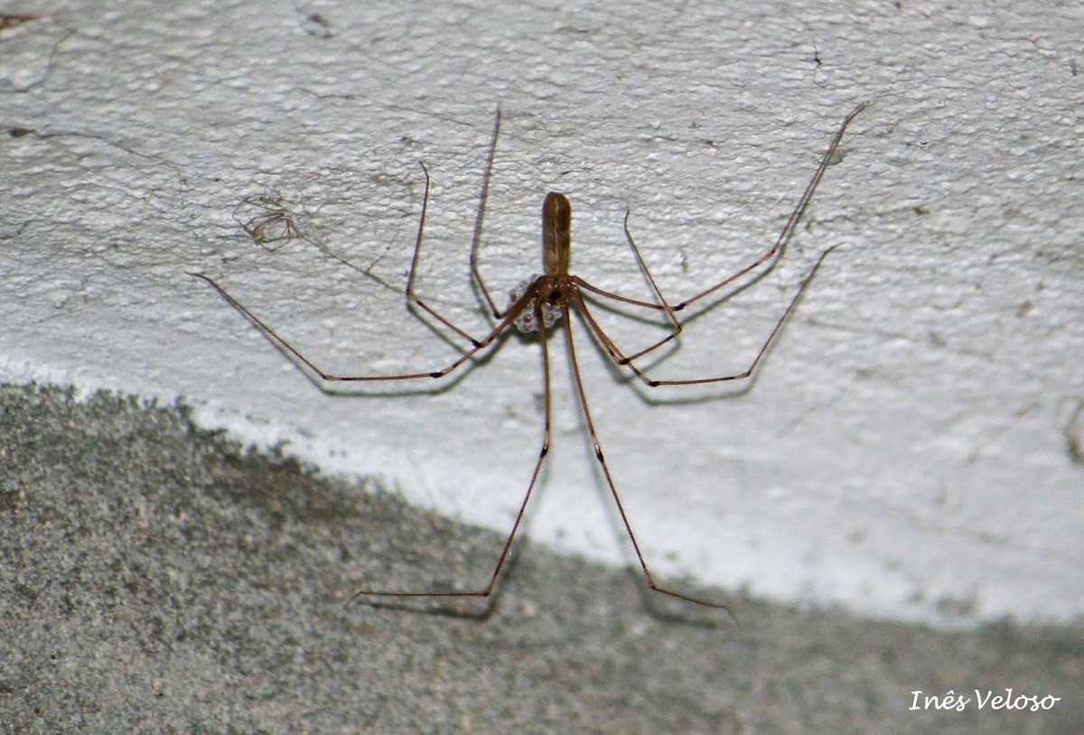 Cellar Spider