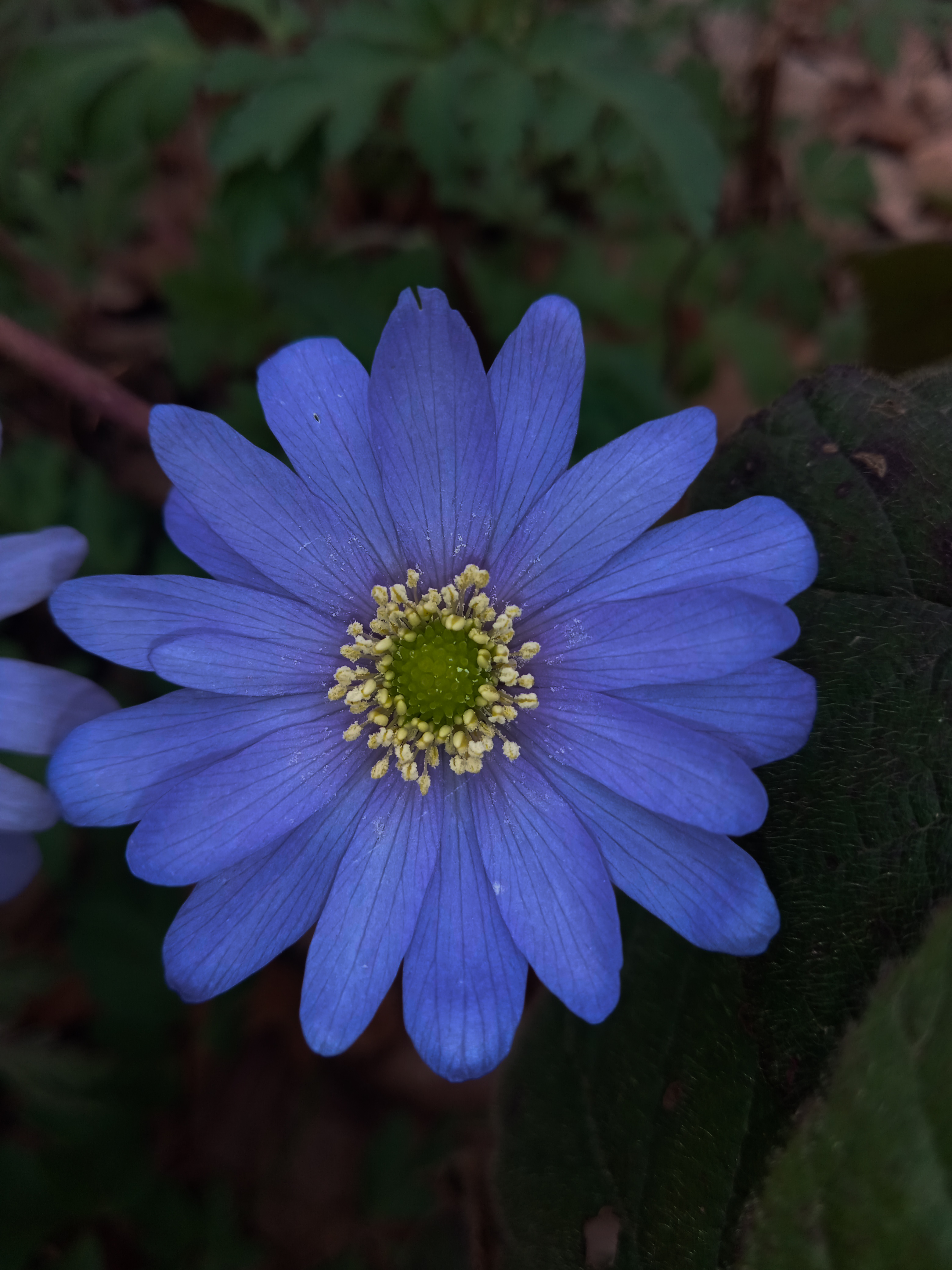 fiori da bosco  di alicechimento