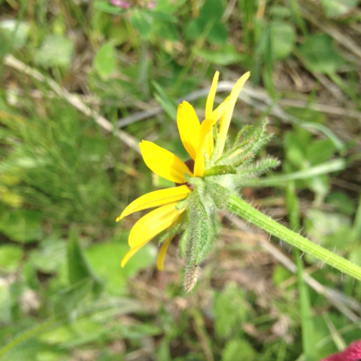 Black-eyed Susan