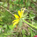 Black-eyed Susan