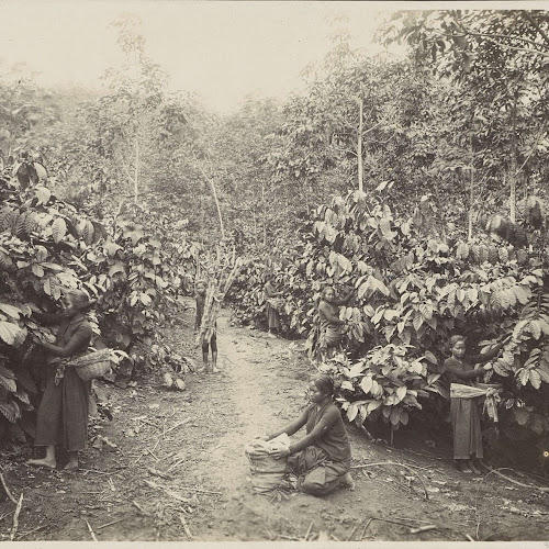 vrouwen aan het werk op een plantage in nederlands indië onnes