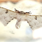 Silk Moth