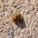 Harlequin Ladybird