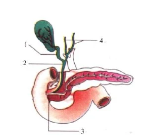 Digestive Glands