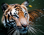 A tiger cools off